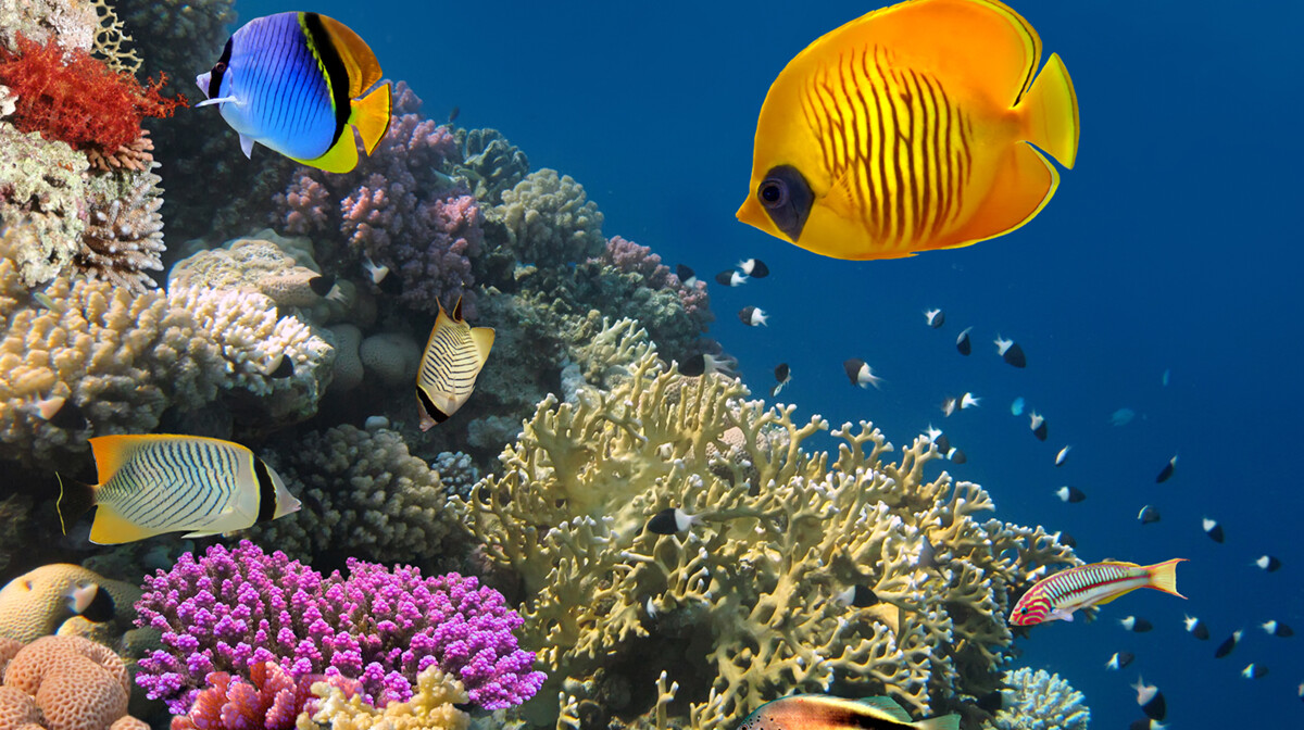  Crveno more i koraljni greben, putovanje Egipar, ljetovanje Mediteran, garantirani polasci
