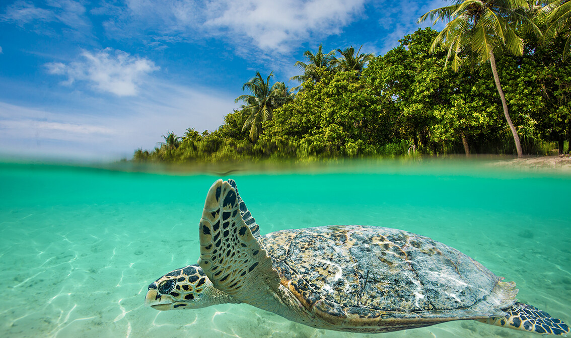 Maldivi, morska kornjača, putovanje na Maldive, grupni polasci, daleka putovanja
