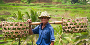uzgajivač riže na Baliju, putovanja zrakoplovom, Mondo travel, daleka putovanja, garantirani polazak