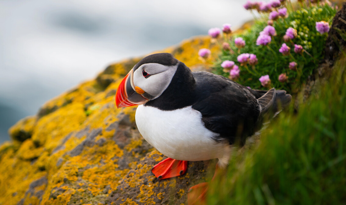 Island - divlja atlantska morska ptica puffin 