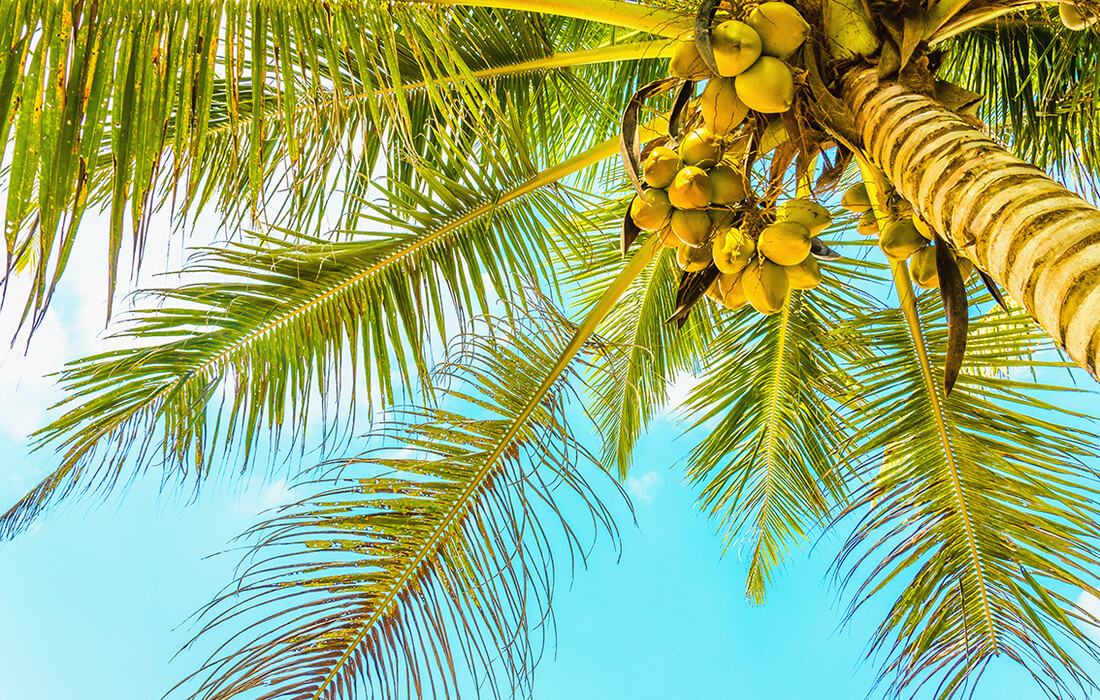Bahami, pješčana plaža s kokosovom palmom