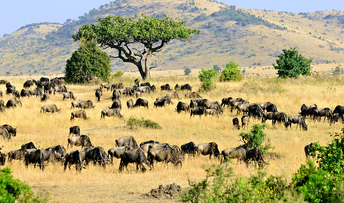 Kenija, Masai Mara