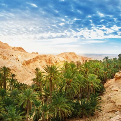 Tunis, Safari program 