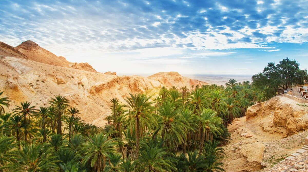 Tunis, Safari program 