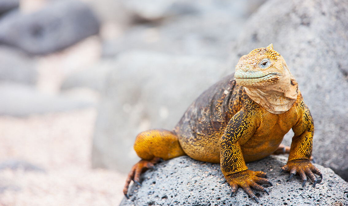 Putovanje Galapagos, garantirani polasci, mondo travel