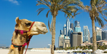 slika deve, Putovanje u Dubai, Emirati, grupni polasci, daleka putovanja