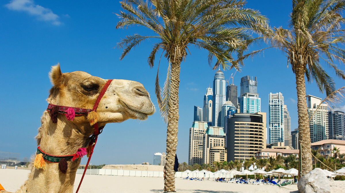 slika deve, Putovanje u Dubai, Emirati, grupni polasci, daleka putovanja