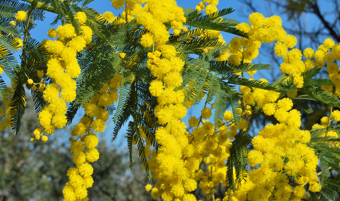 Žute mimoze, putovanje Azurna obala, festival mimoza, putovanje autobusom, garantirani polasci