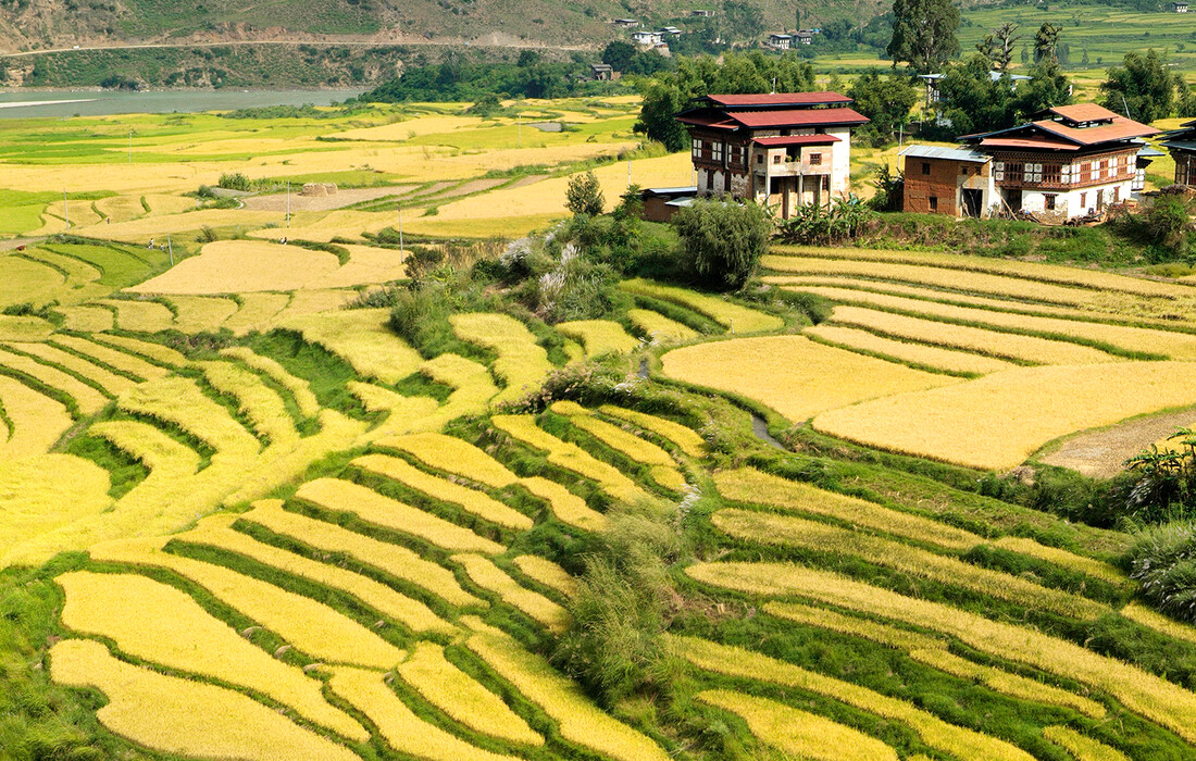 Butan, Punakha, rižina polja, putovanje u Butan, grupni polasci, garantirani polasci