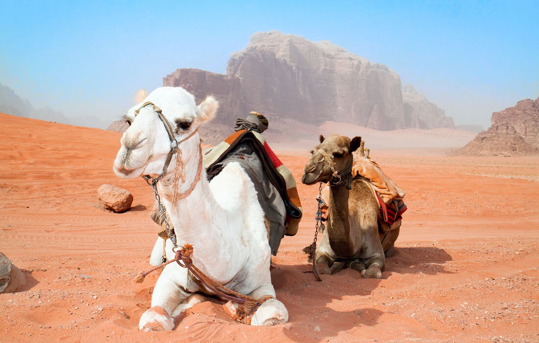 Deve u pustinji Wadi Rum. putovanje Jordan i Izrael, grupna putovanja, daleka putovanja