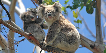 Koale na drvetu, daleka putovanja, putovanje Australija, individualni polasci, garantirani polasci