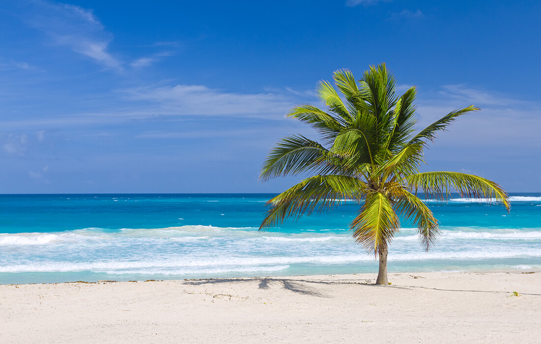 Pješčana plaža sa palmom, odmor Dominikanska republika, karibi, odmor iz snova, daleka putovanja