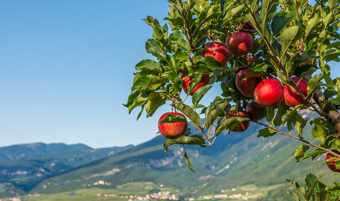 Jabuke u dolini Val di Non, putovanje u Italiju, Alto Adige, garantirani polasci