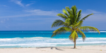 Pješčana plaža sa palmom, odmor Dominikanska republika, karibi, odmor iz snova, daleka putovanja