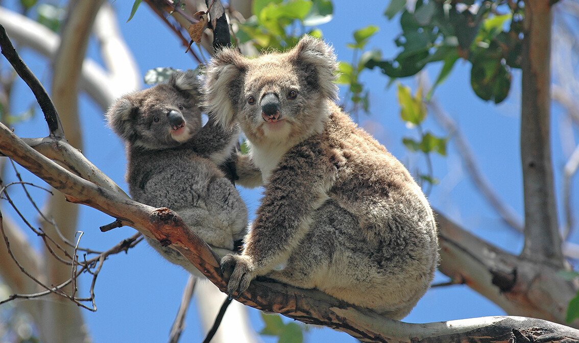 Koale na drvetu, daleka putovanja, putovanje Australija, individualni polasci, garantirani polasci