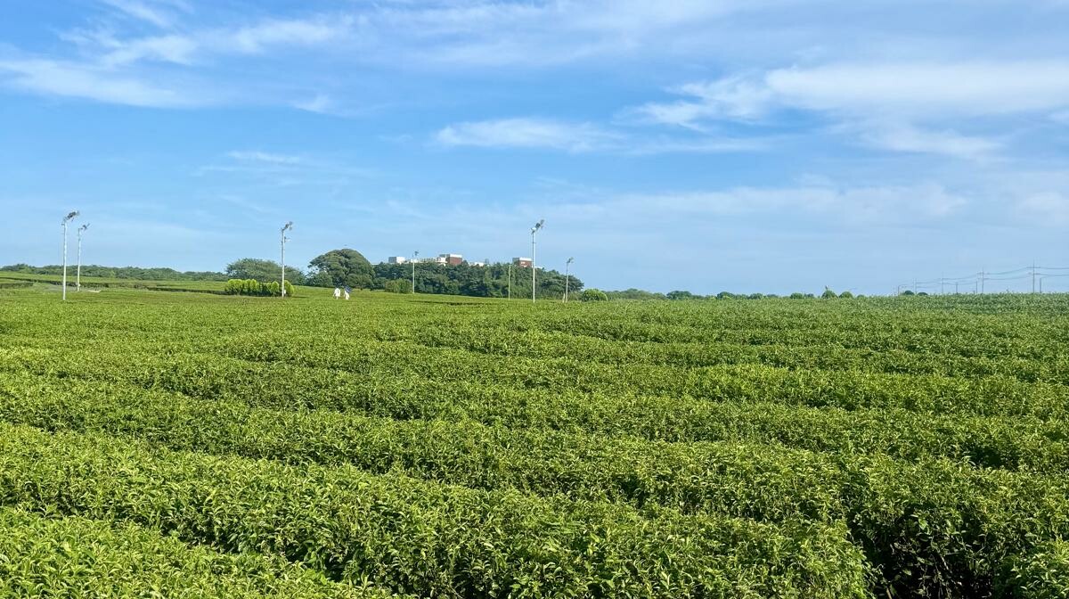 Južna Koreja, O Sullock farma zelenog čaja otok Jeju