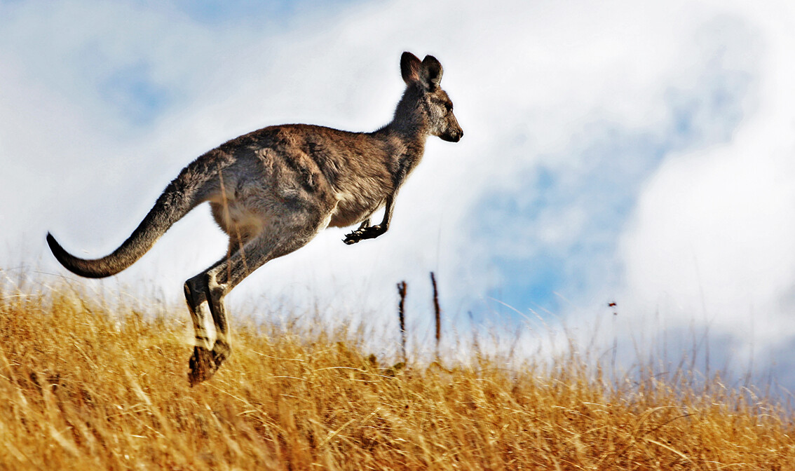 Klokan, daleka putovanja, putovanje Australija, individualni polasci, garantirani polasci