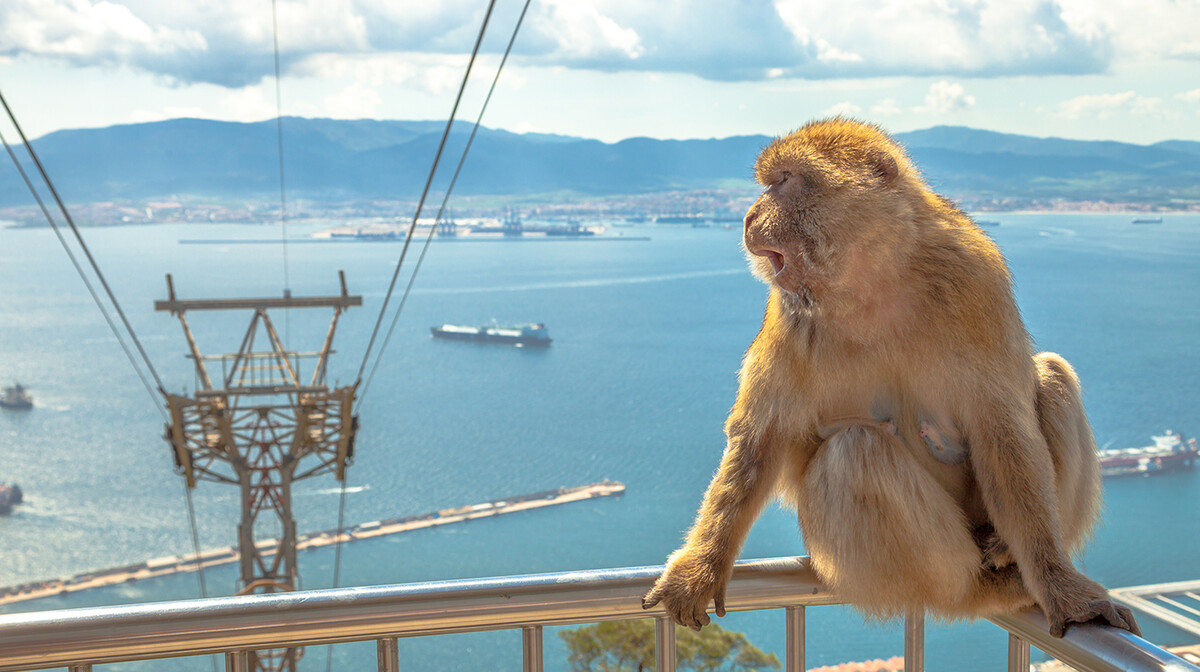 Majmun u Gibraltaru, putovanje u Andaluziju