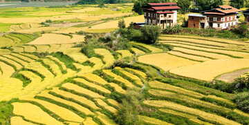 Butan, Punakha, rižina polja, putovanje u Butan, grupni polasci, garantirani polasci