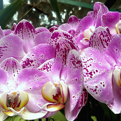 Orhideje u botaničkom vrtu u Singapuru, putovanje Singapur, daleka putovanja