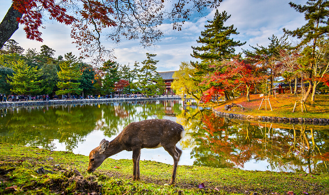 Nara, park sa jelenima, putovanje Japan, daleka putovanja, garantirani polasci, vođene ture