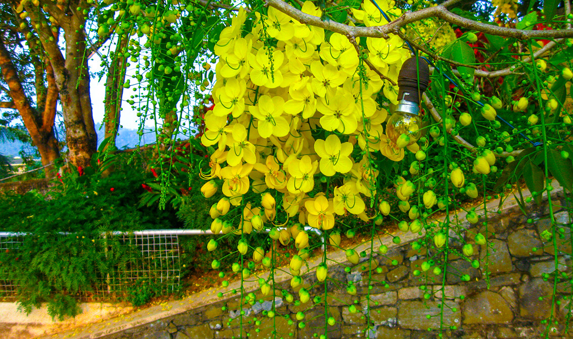 Peradeniya, putovanja zrakoplovom, Mondo travel, daleka putovanja, garantirani polazak