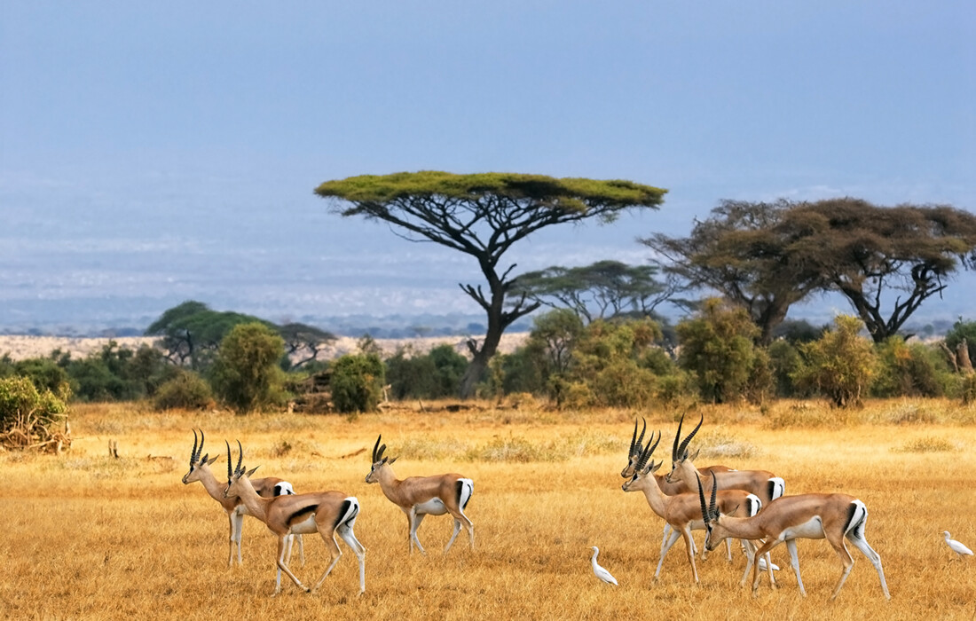 Južna Afrika, Mabula