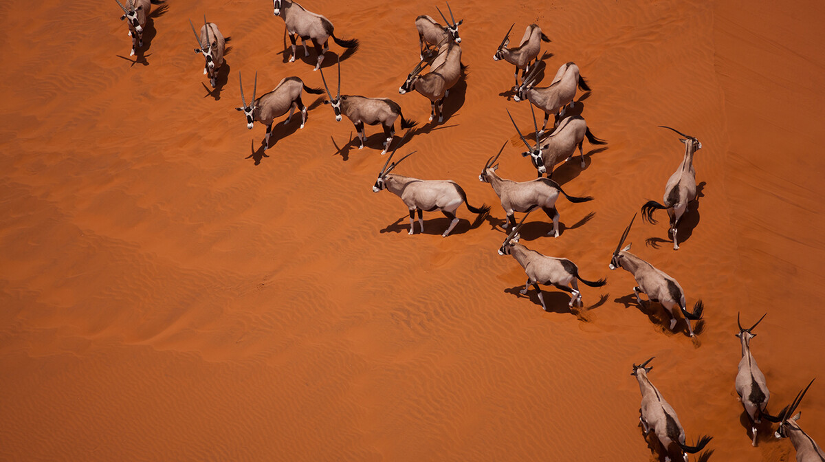 Afrika, Oryx