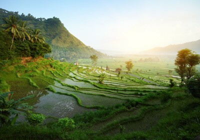 Rižina polja na Baliju, putovanja zrakoplovom, Mondo travel, daleka putovanja, garantirani polazak