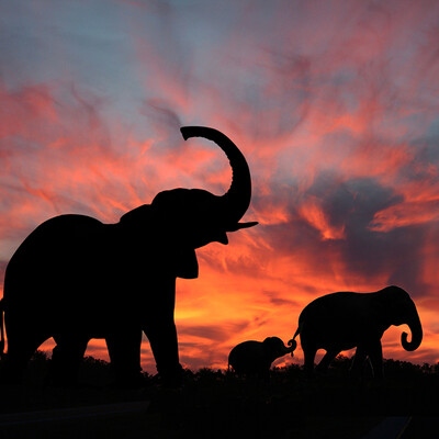 Tanzanija, slonovi u spektakularnom zalasku sunca, Serengeti