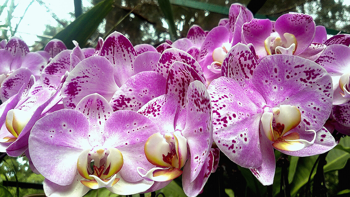 Orhideje u botaničkom vrtu u Singapuru, putovanje Singapur, daleka putovanja