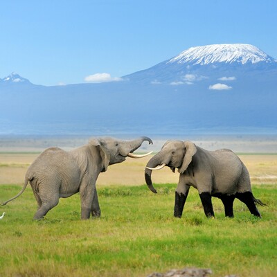 Tanzanija i Zanzibar - divlji život