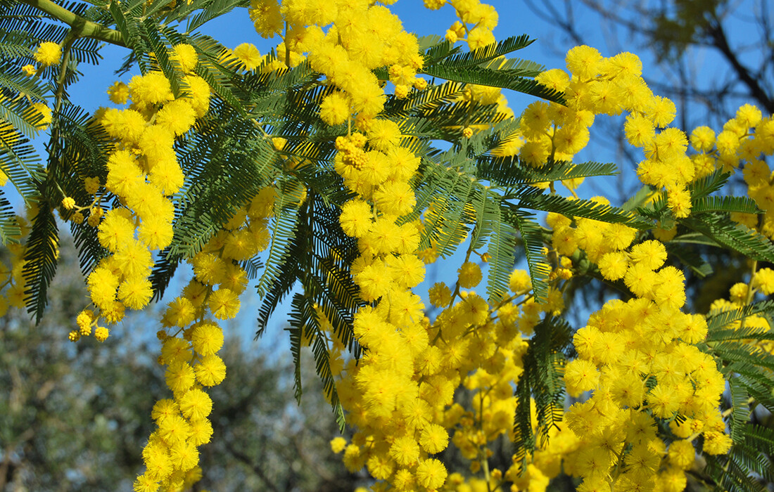 Žute mimoze, putovanje Azurna obala, festival mimoza, putovanje autobusom, garantirani polasci