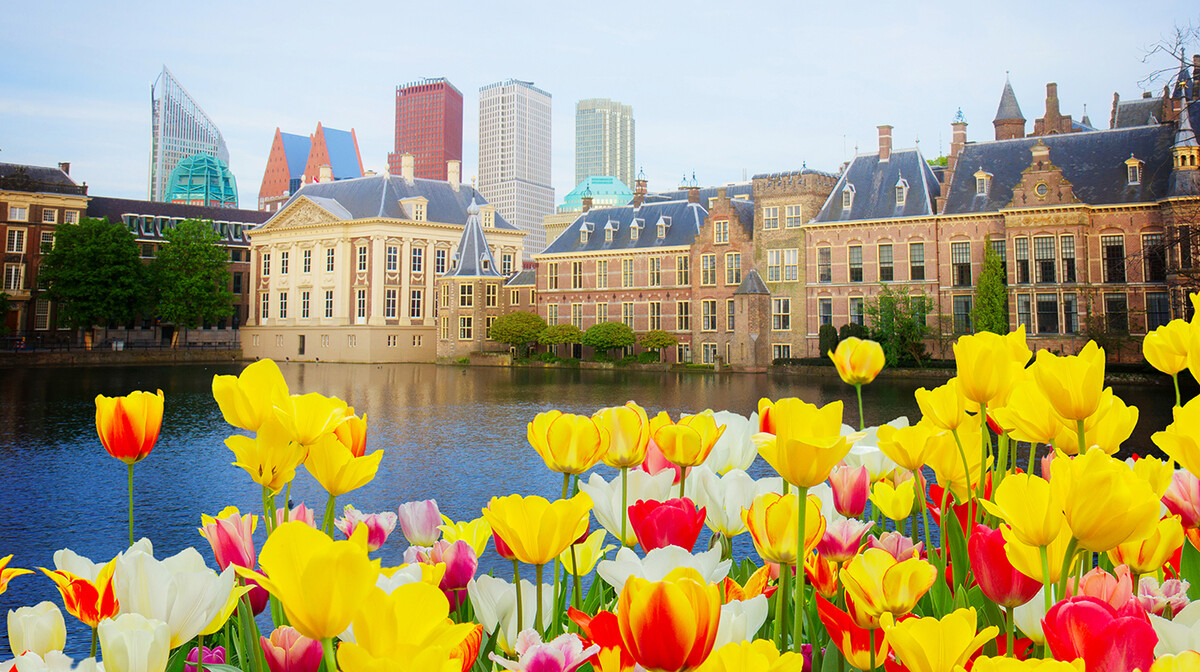 Žuti tulipani u Den Haagu, putovanje u Amsterdam i mala nizozemska tura