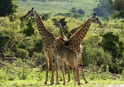 Kenija - žirafe