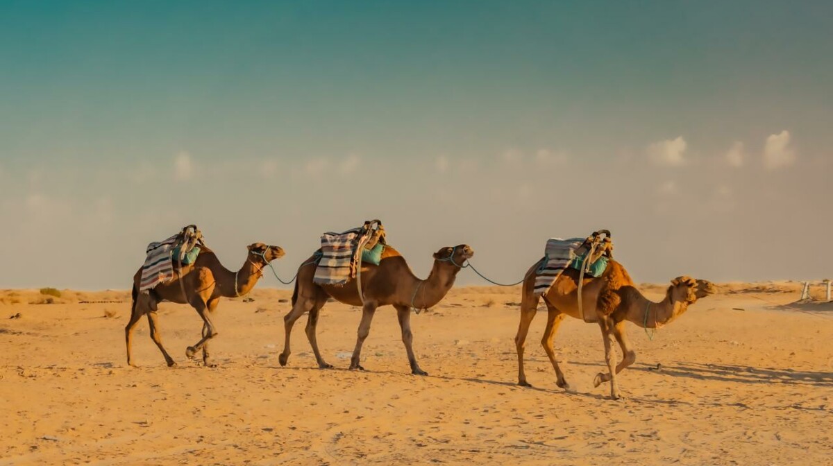 Tunis, Safari program 