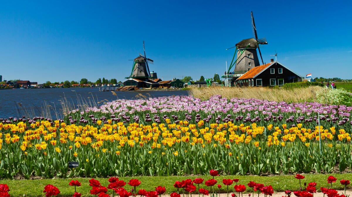 Polja šarenih tulipana,  putovanje u Amsterdam i mala nizozemska tura