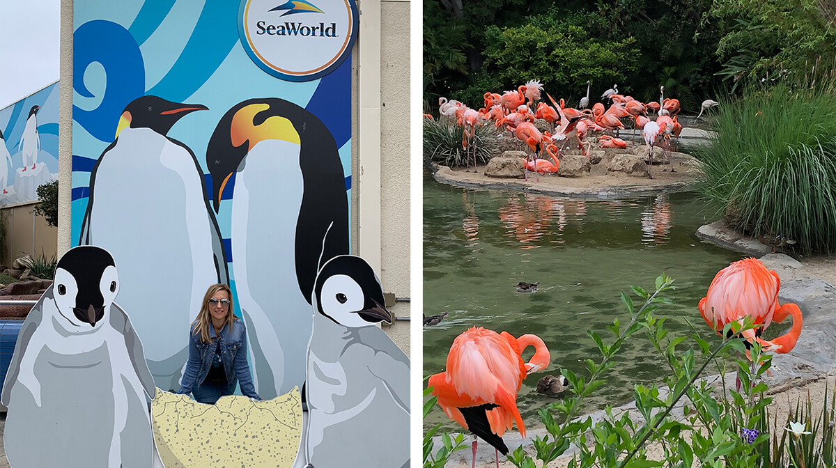 Sea World park i flamingosi, San Diego, putovanje Kalifornija, zapad Amerike, daleka putovanja