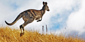 Klokan, daleka putovanja, putovanje Australija, individualni polasci, garantirani polasci