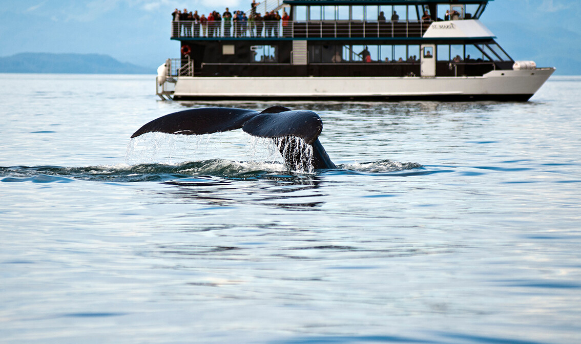 turisti promatraju kitove na Aljasci