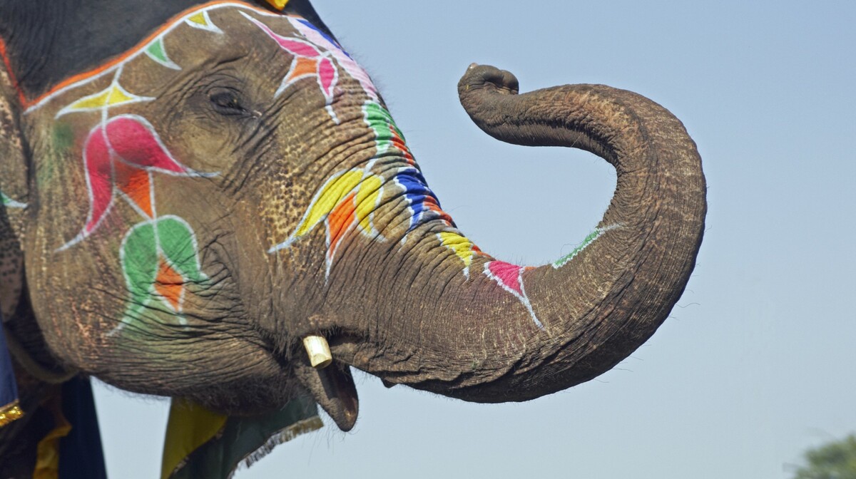 indijski slon, putovanja zrakoplovom, Mondo travel, daleka putovanja, garantirani polazak