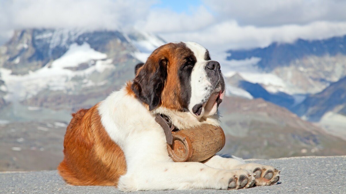 Pas Bernardinac i švicarske alpe, putovanje u Švicarsku, putovanje autobusom, garamtirani polasci