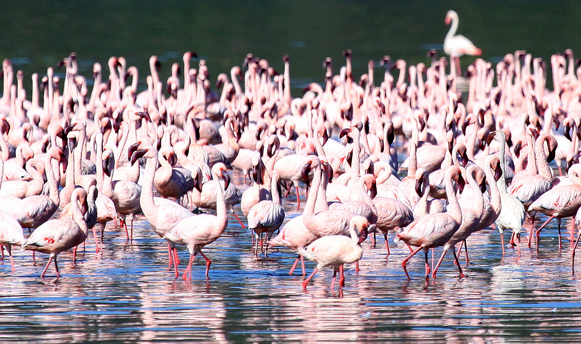 Kenija, Pink Flamingoes - Rezervat prirode jezero Nukuru