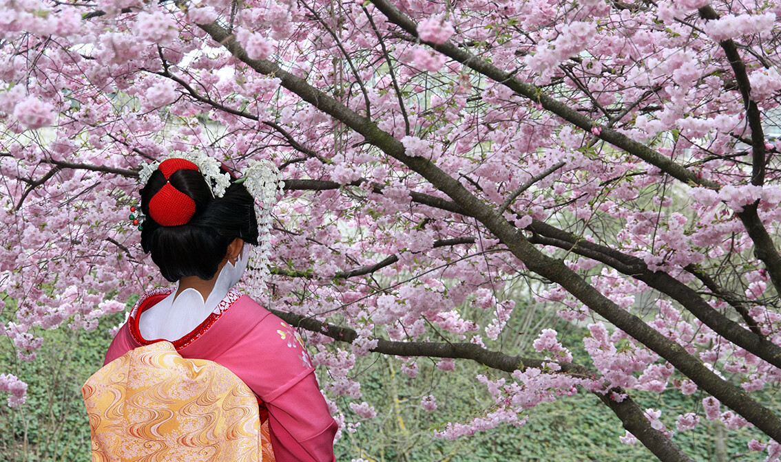 Sakura i japanska gejša, japanske trešnje, putovanje Japan, daleka putovanja, garantirani polasci
