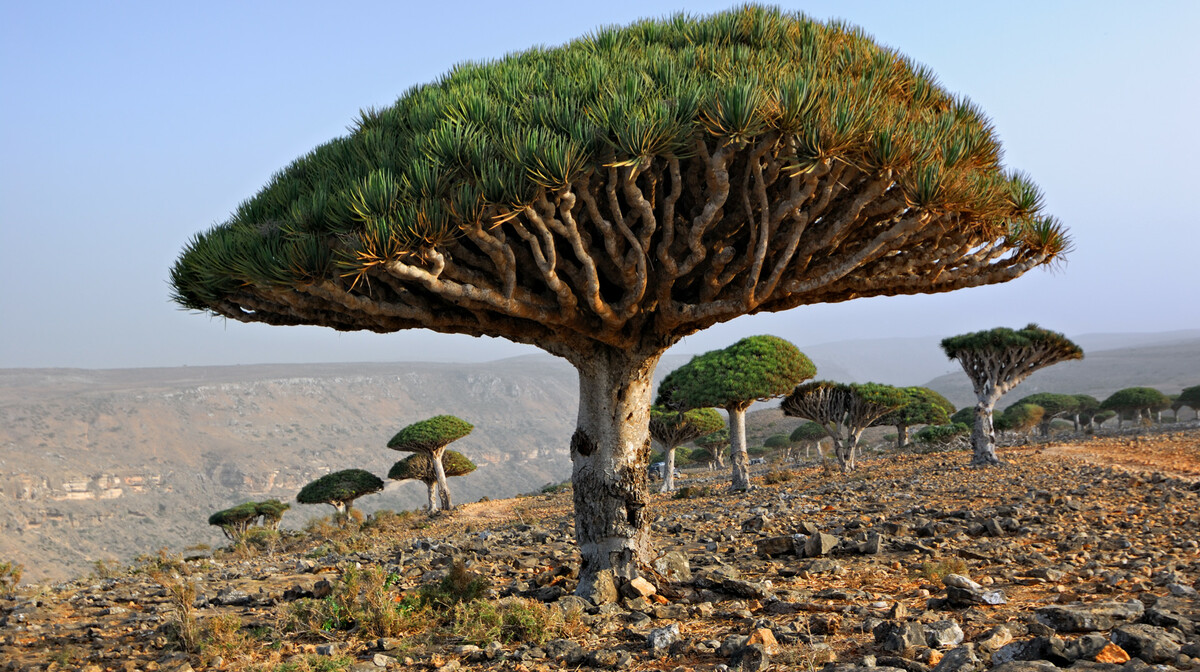 Jemen - Dragon Blood Tree