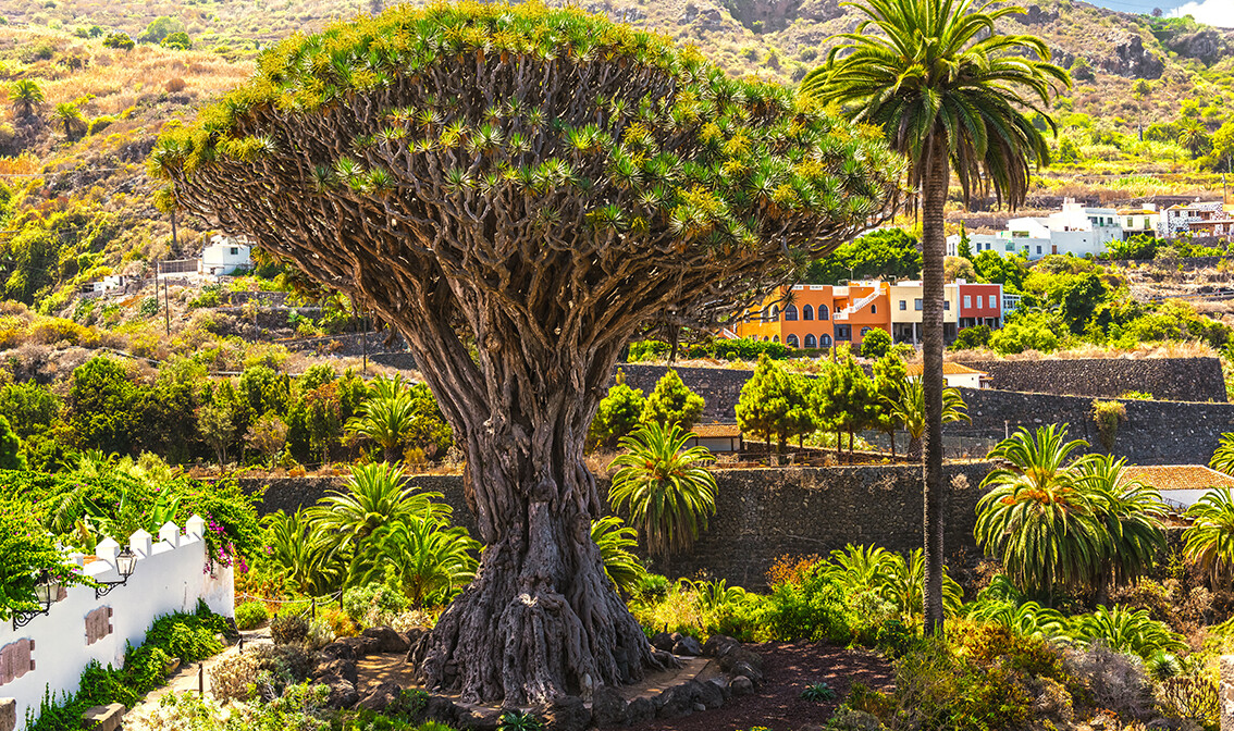 Tenerife, Icod de los Vinos, endemično drvo Millennial Drago , ljetovanje na mediteranu, 