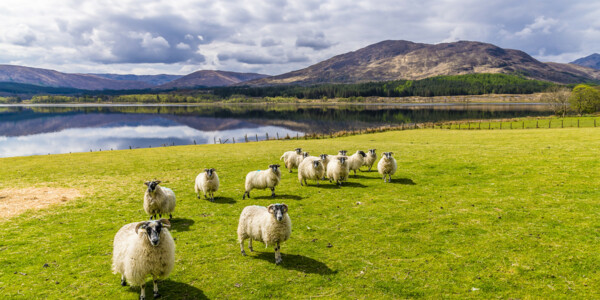 Škotska - jezero Loch Eil u blizini Fort Williama