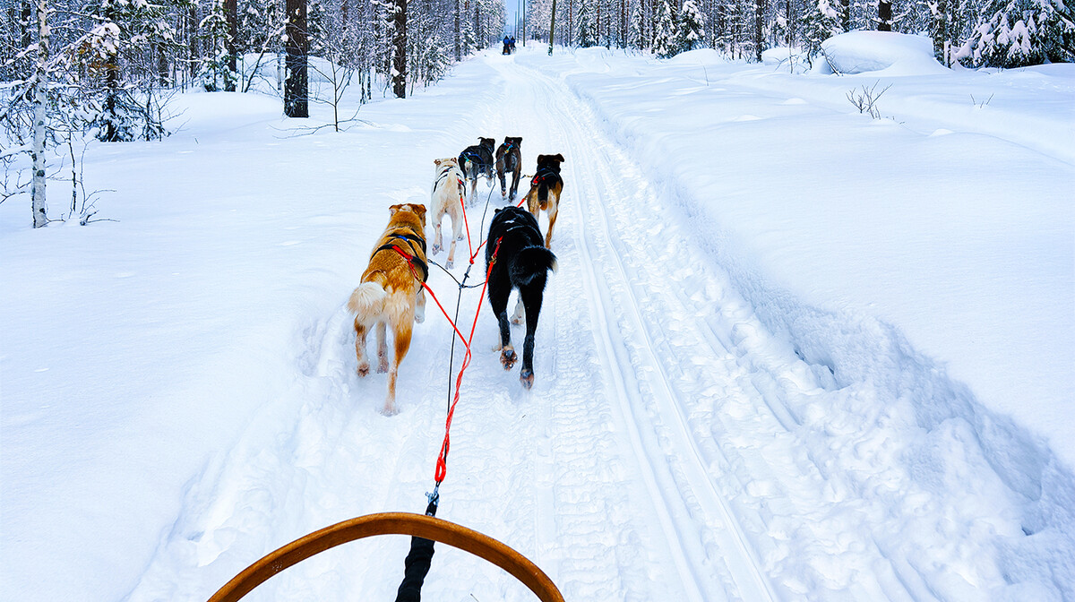 Saonice koje vuku Husky psi, putovanje Rovaniemi, Laponija, mondo travel