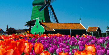  Polja tulipana i stare vjetrenjače, putovanje u Amsterdam