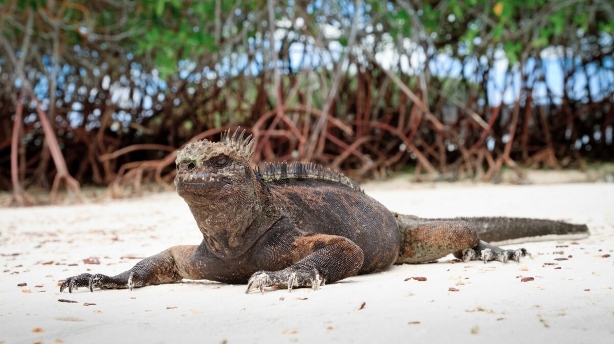 Putovanje Galapagos, garantirani polasci, mondo travel, dalaka putovanja